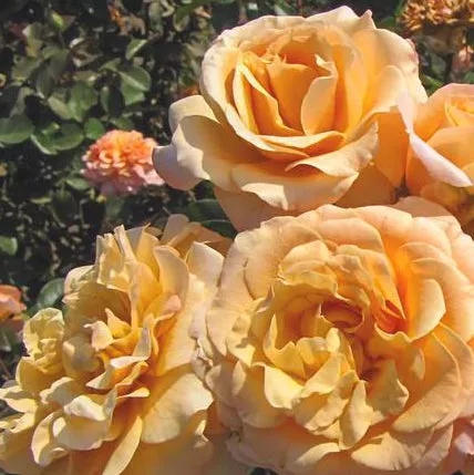 Rosa Fl Morning Glow #2.5