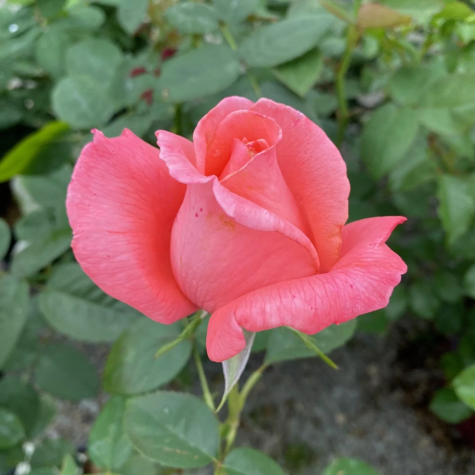 Rosa Ht Tropicana #2.5
