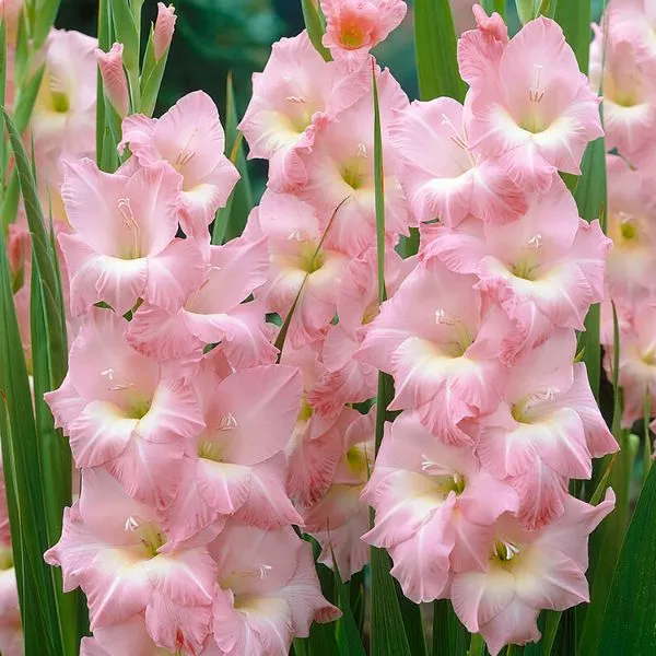 Rose Supreme Gladiolus – 12 Pack Bulbs