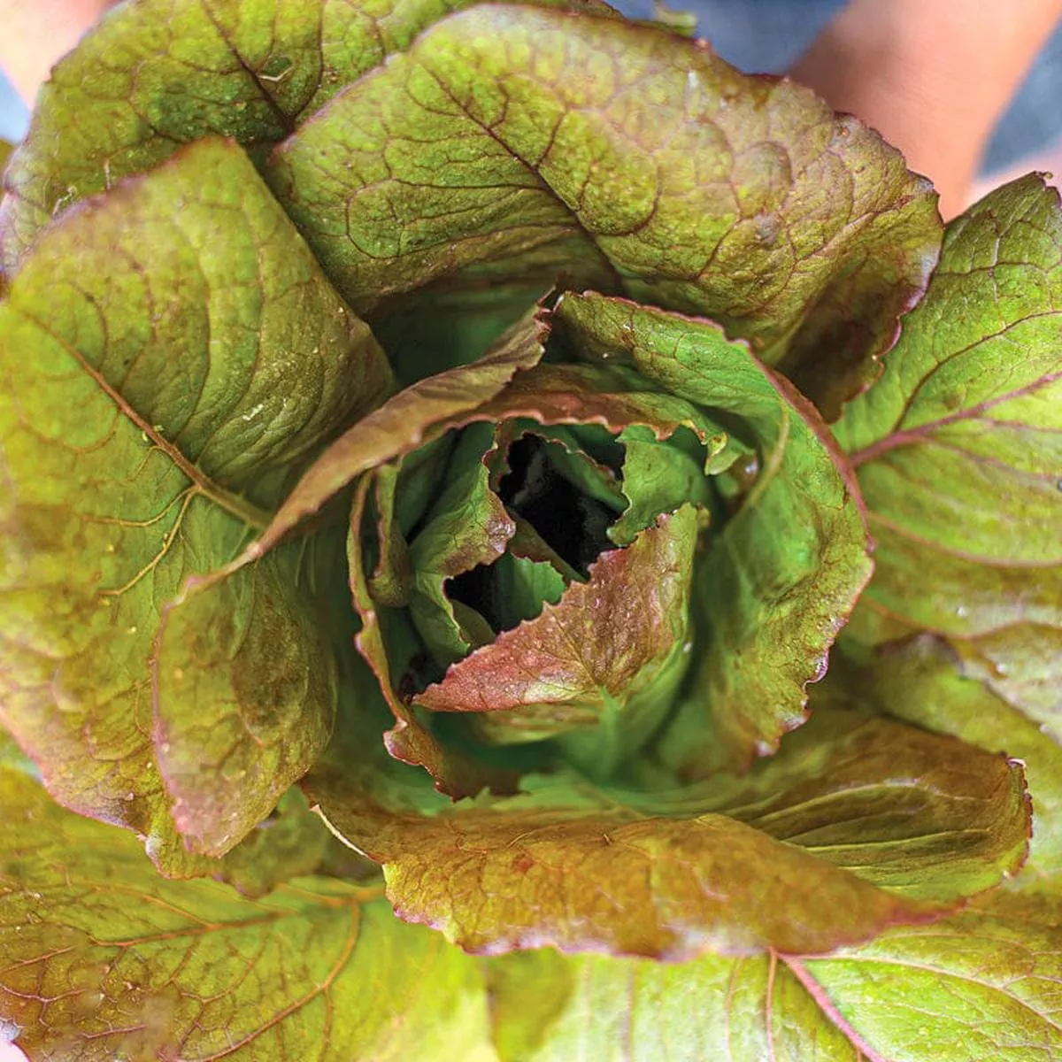 Rouge D ’Hiver Lettuce (Heirloom, 60 Days)