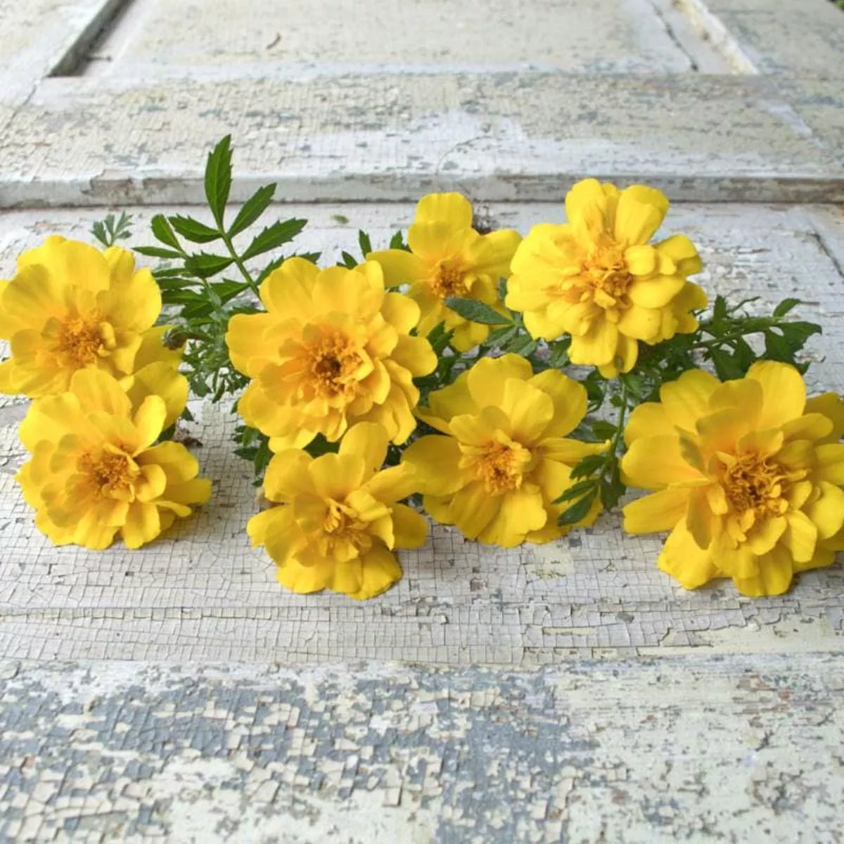 Safari Yellow Marigold