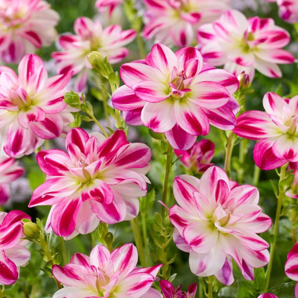 ’Saint Martin ’ Dahlia