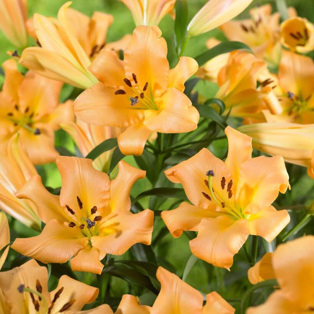 ’Saltarello ’ Lily (Lilium)