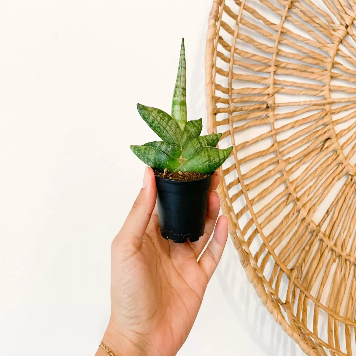 Sansevieria Starfish