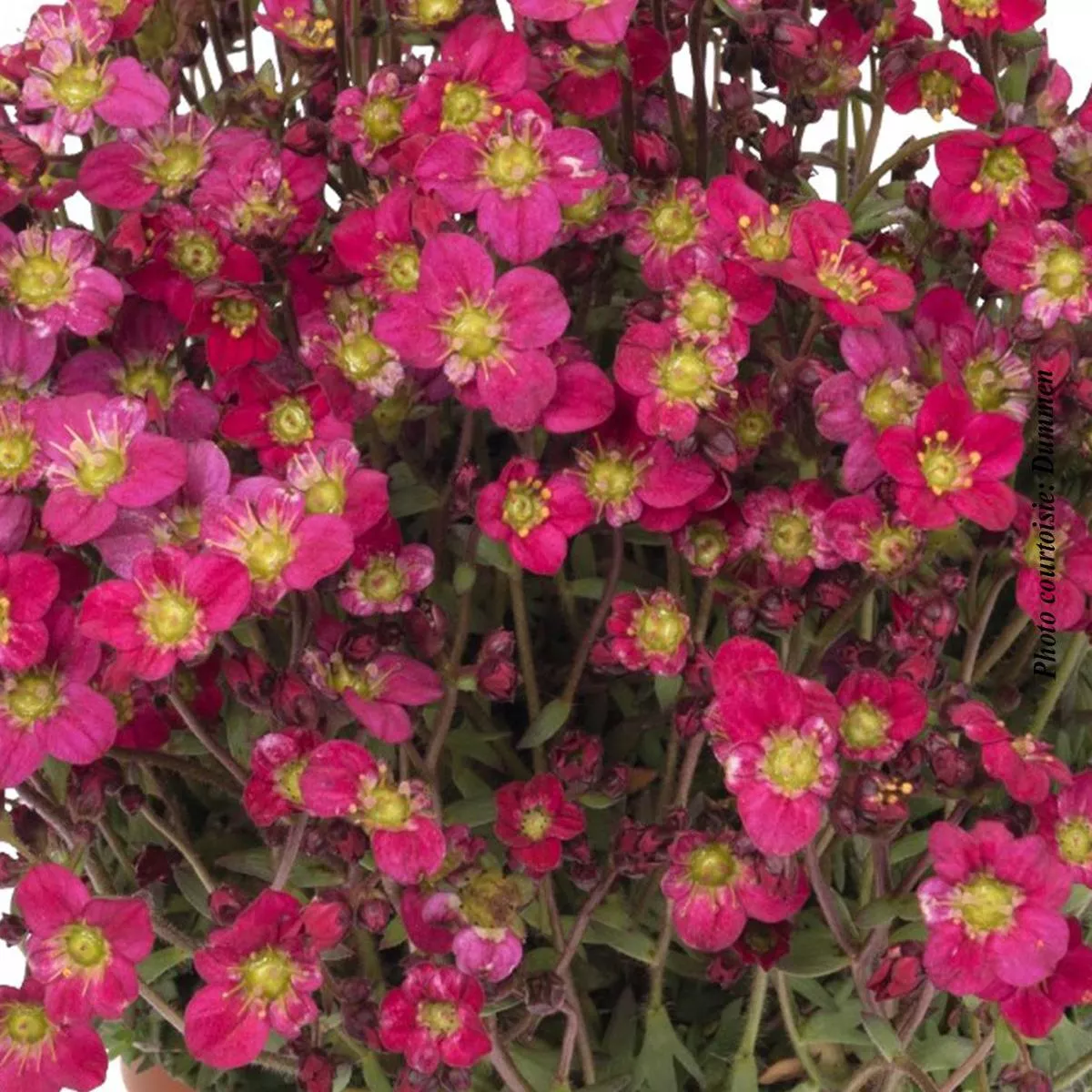 Saxifraga’Scenic Red ’
