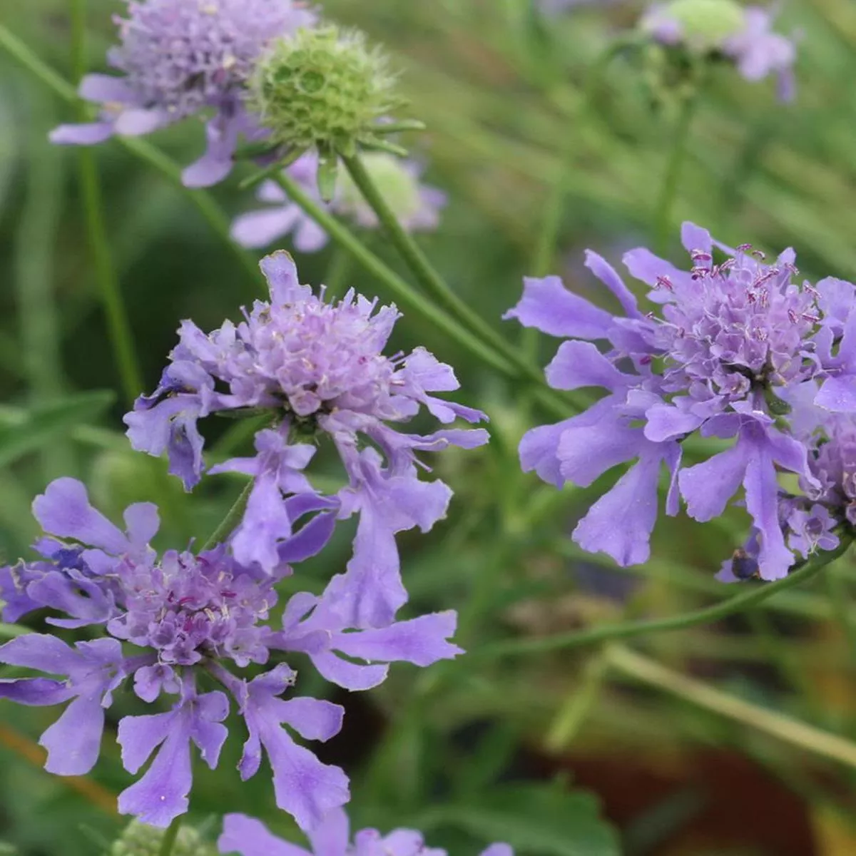 Scabiosa’Blue Horizon ’