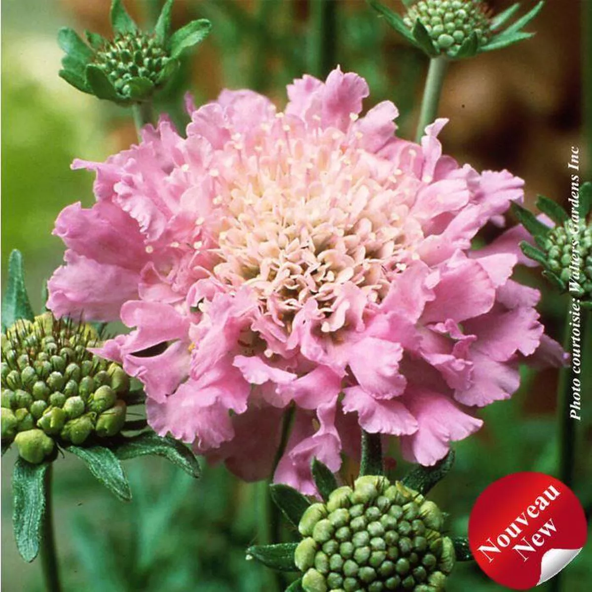 Scabiosa’Pink Mist ’