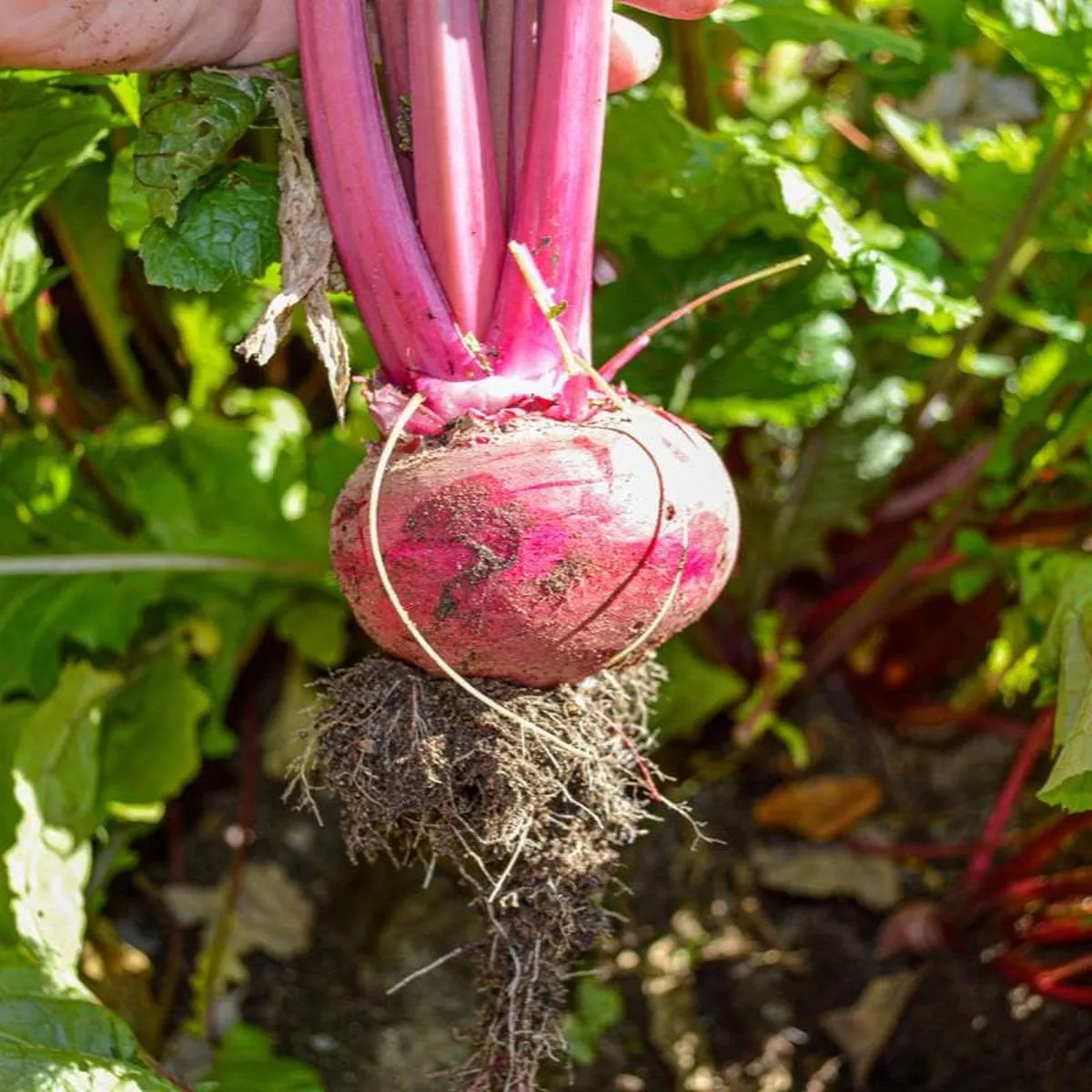 Scarlet Ohno Revival Turnip (Organic 50 Days)