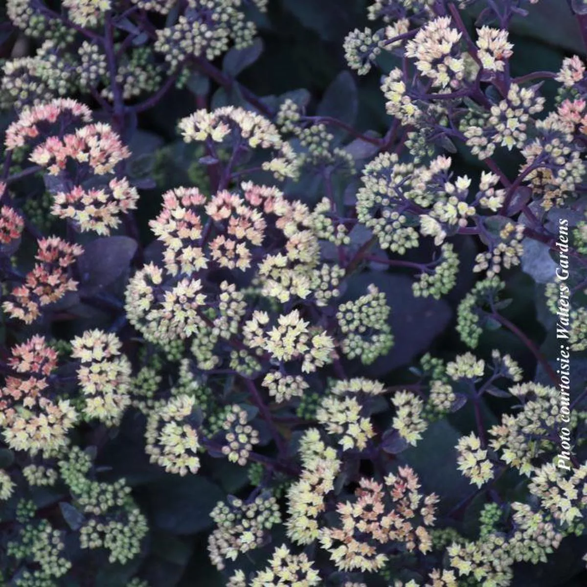 Sedum’Night Light ’
