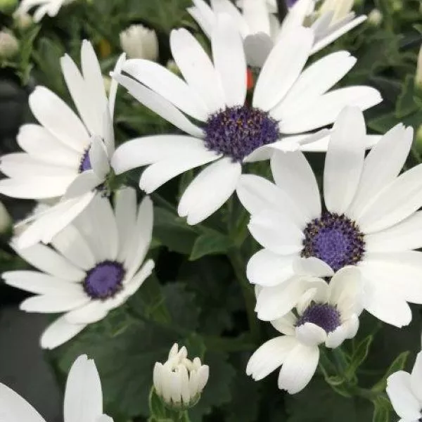 Senetti White Cineraria – #1 Container 2 Pack