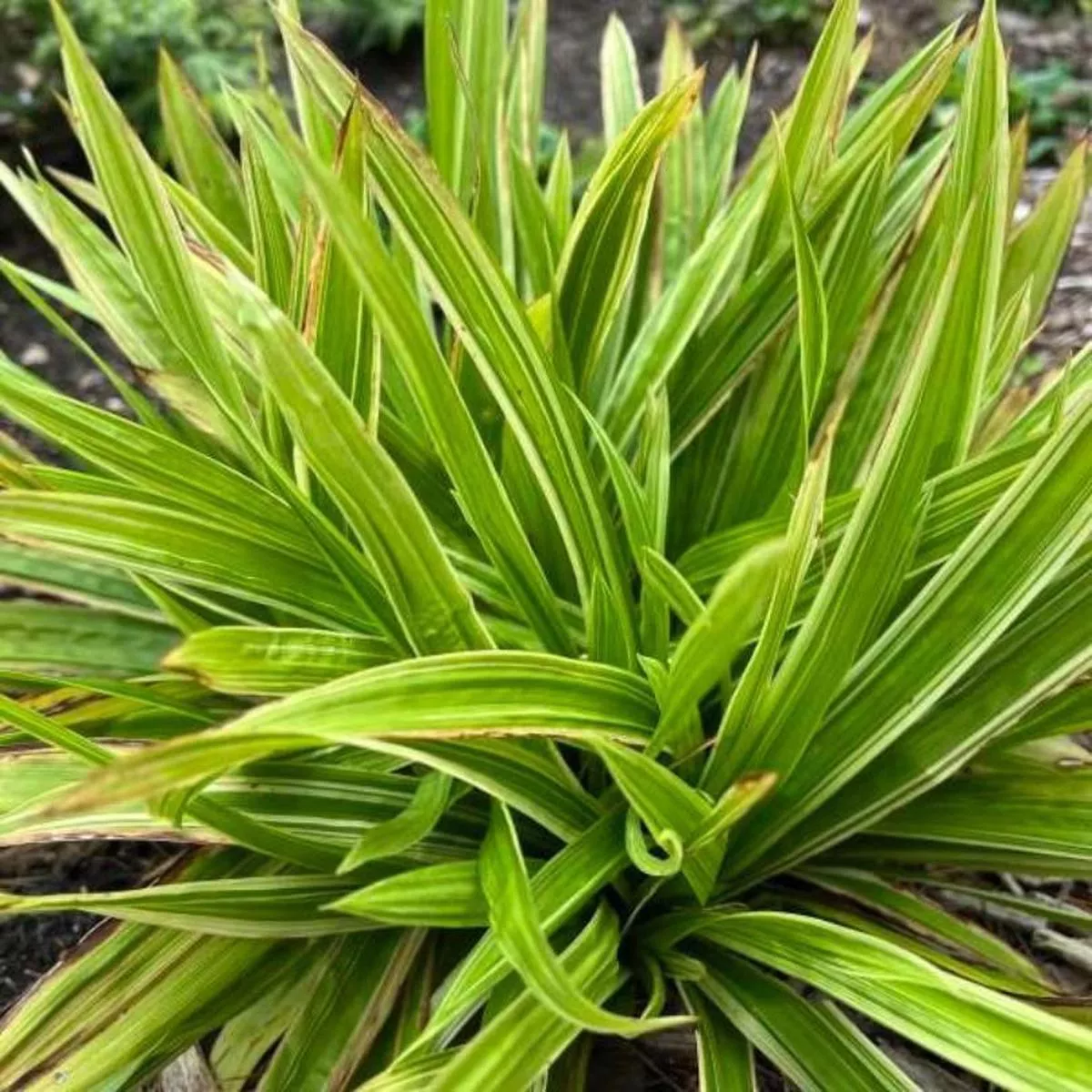 ’Shade Fanfare ’ Sedge (Carex)