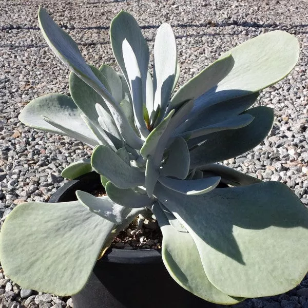Silver Dollar Cotyledon – 3 Gallon