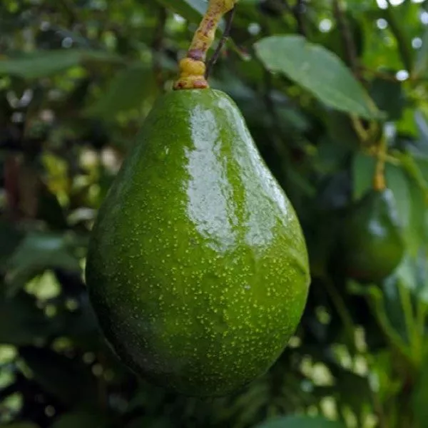 Sir Prize Avocado – 15 Gallon ( 5 – 6 ft. )