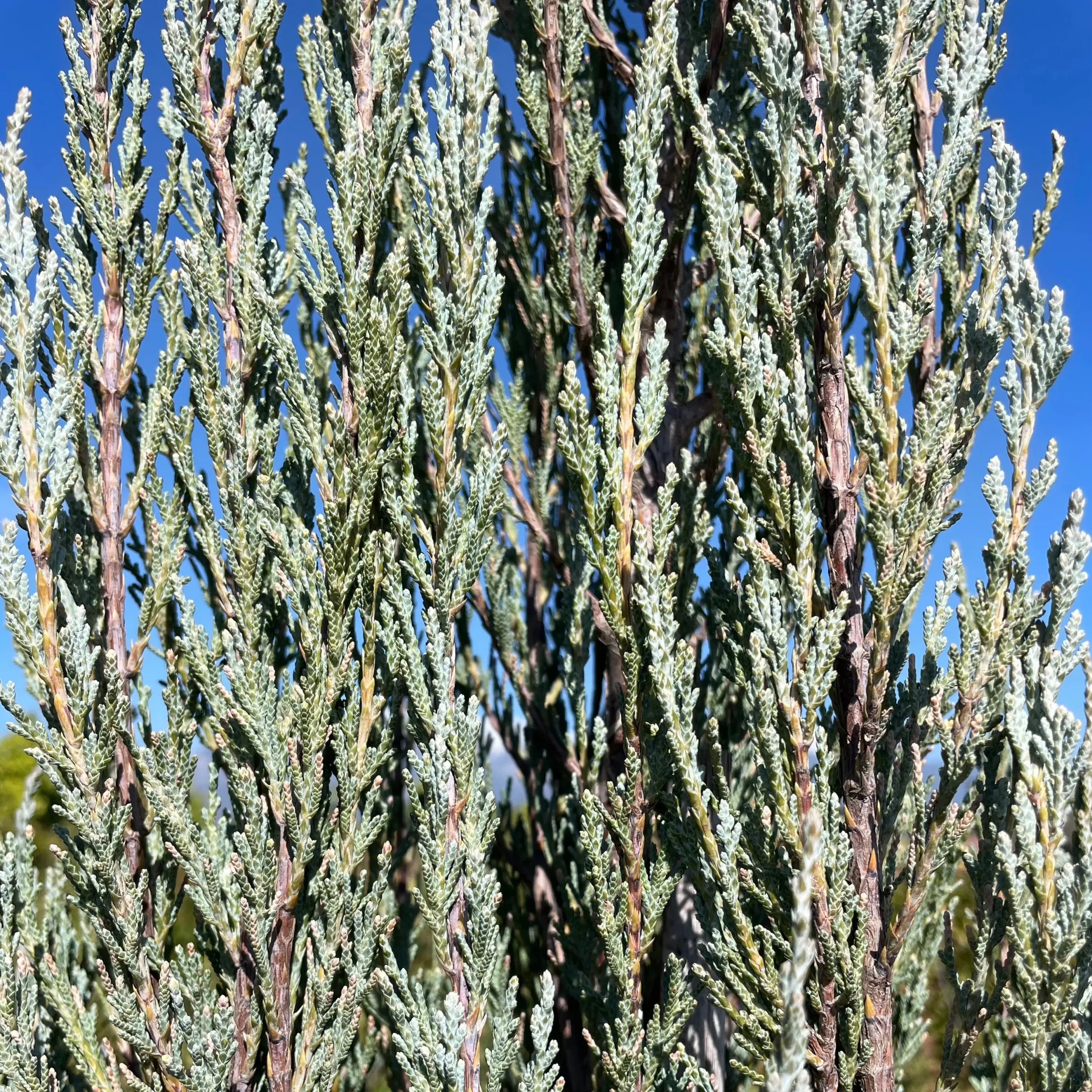 Skyrocket Juniper – 25 Gallon ( 7 – 8 ft. )