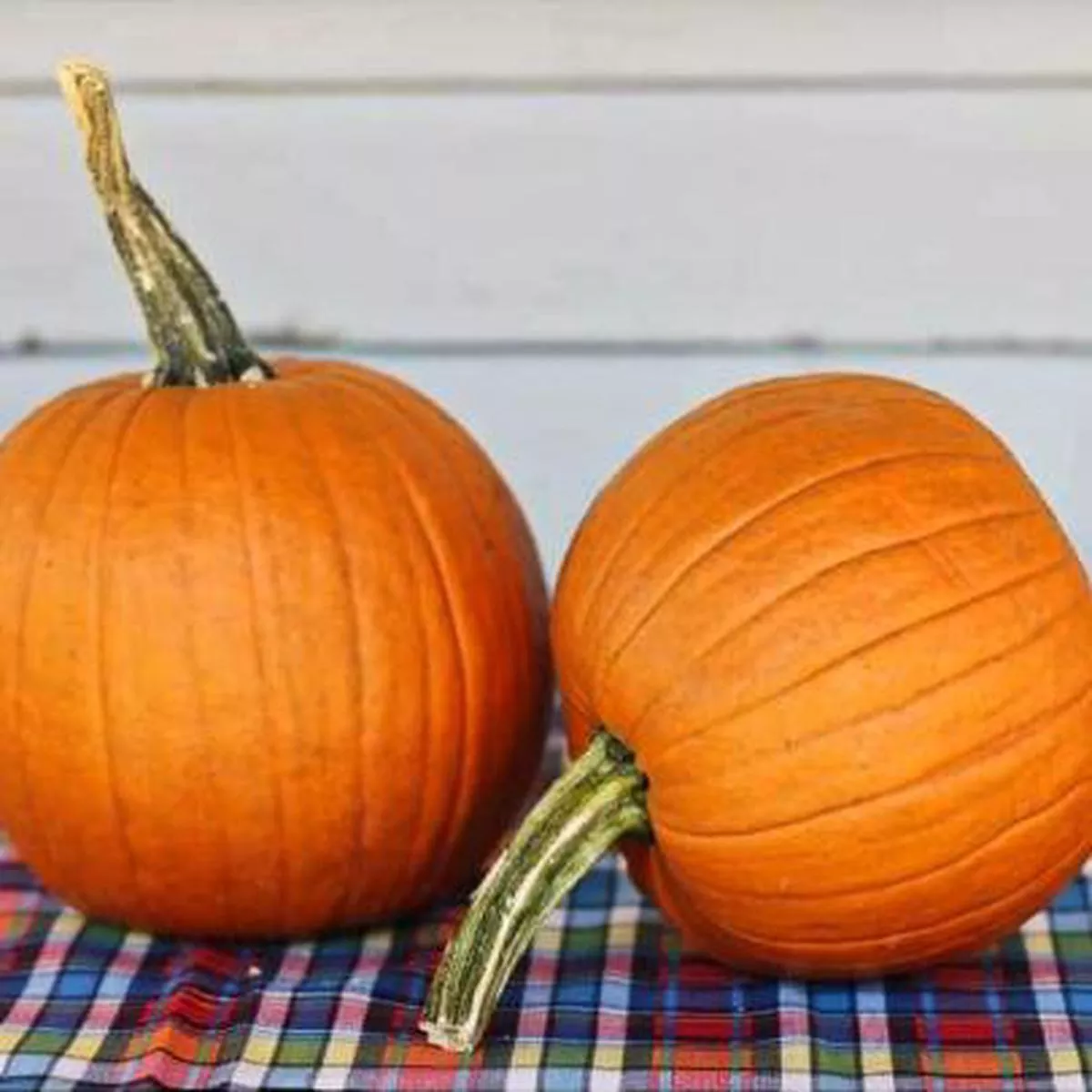 Small Sugar Pumpkin (Heirloom 95 Days)