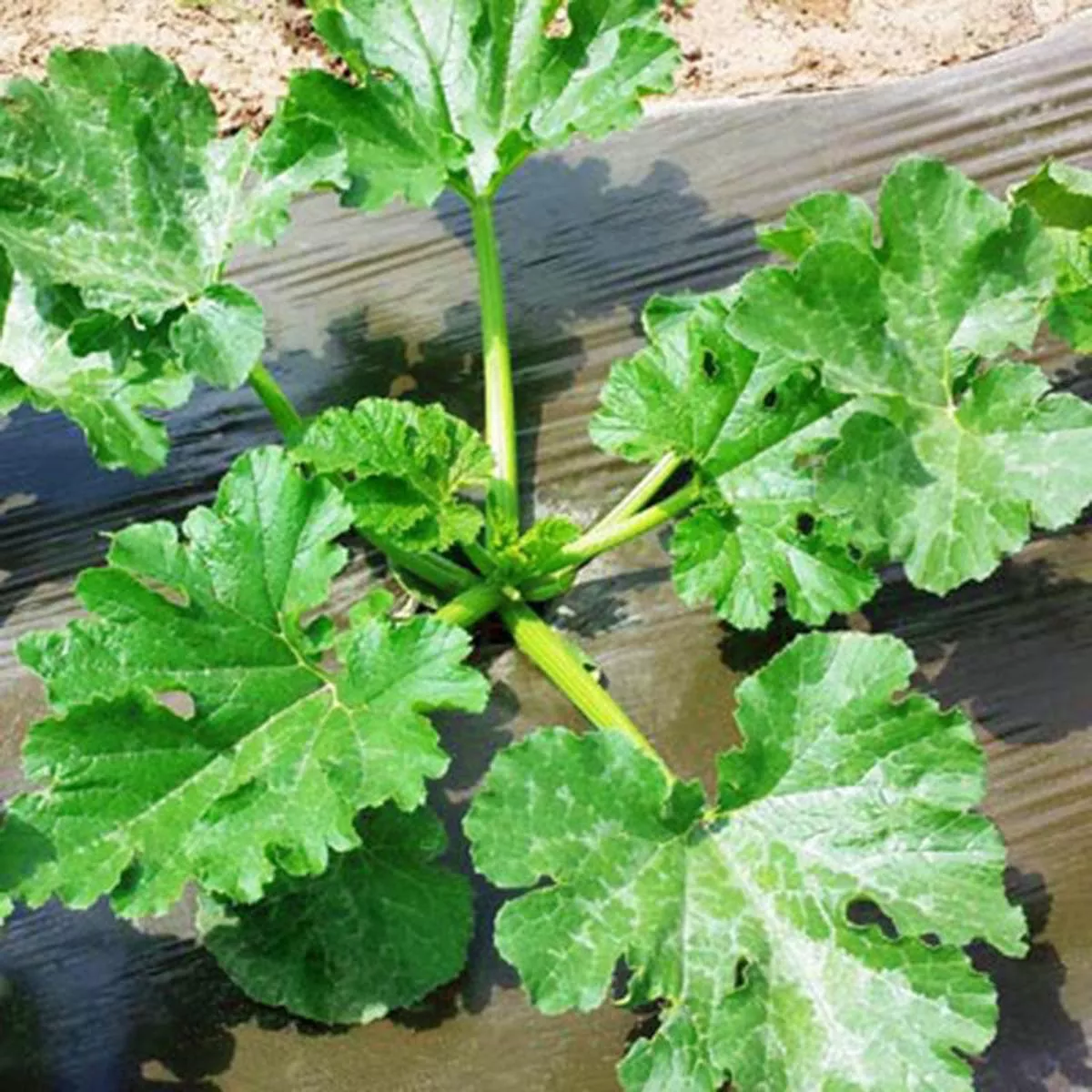 Solar Plastic Mulch 4 ’ x 50 ’