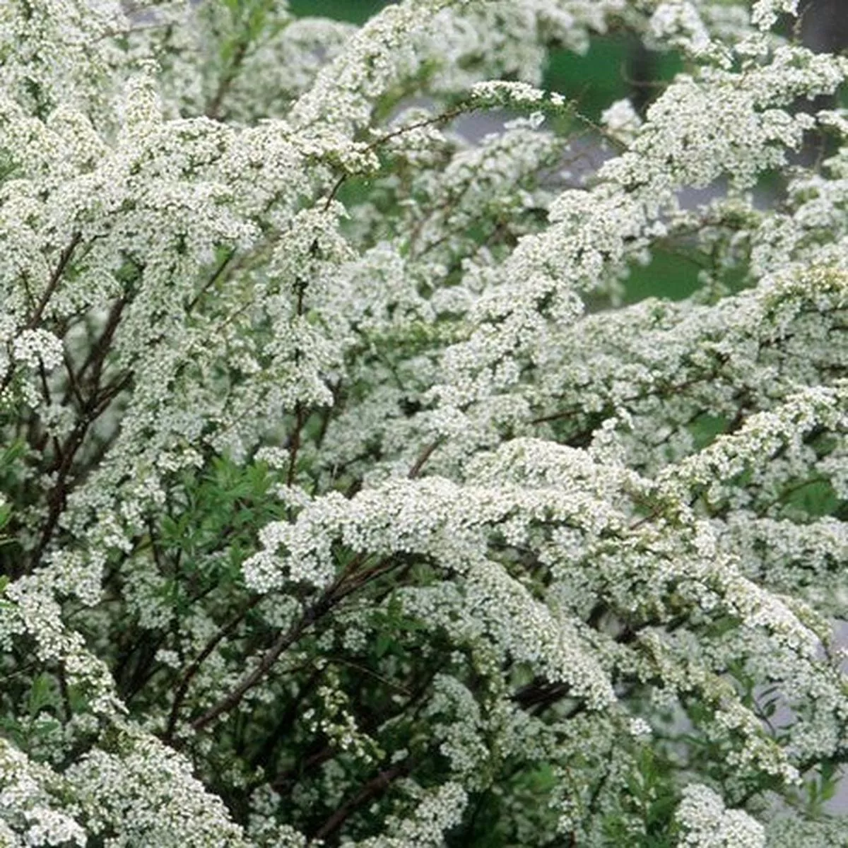Spiraea x arguta’Graciosa ’