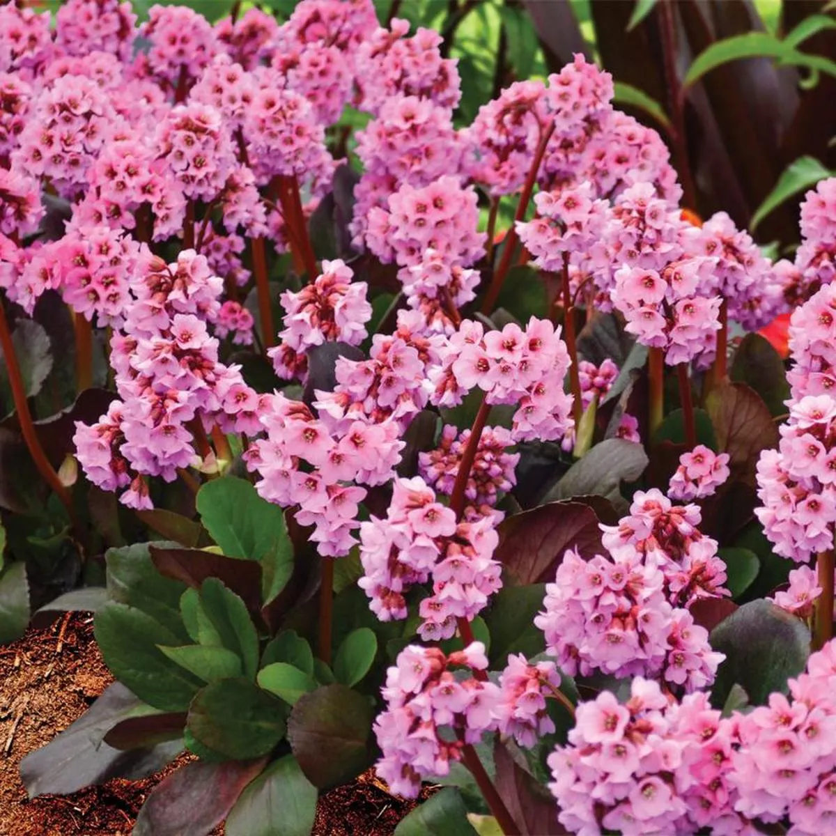 ’Spring Fling ’ Pigsqueak (Bergenia)
