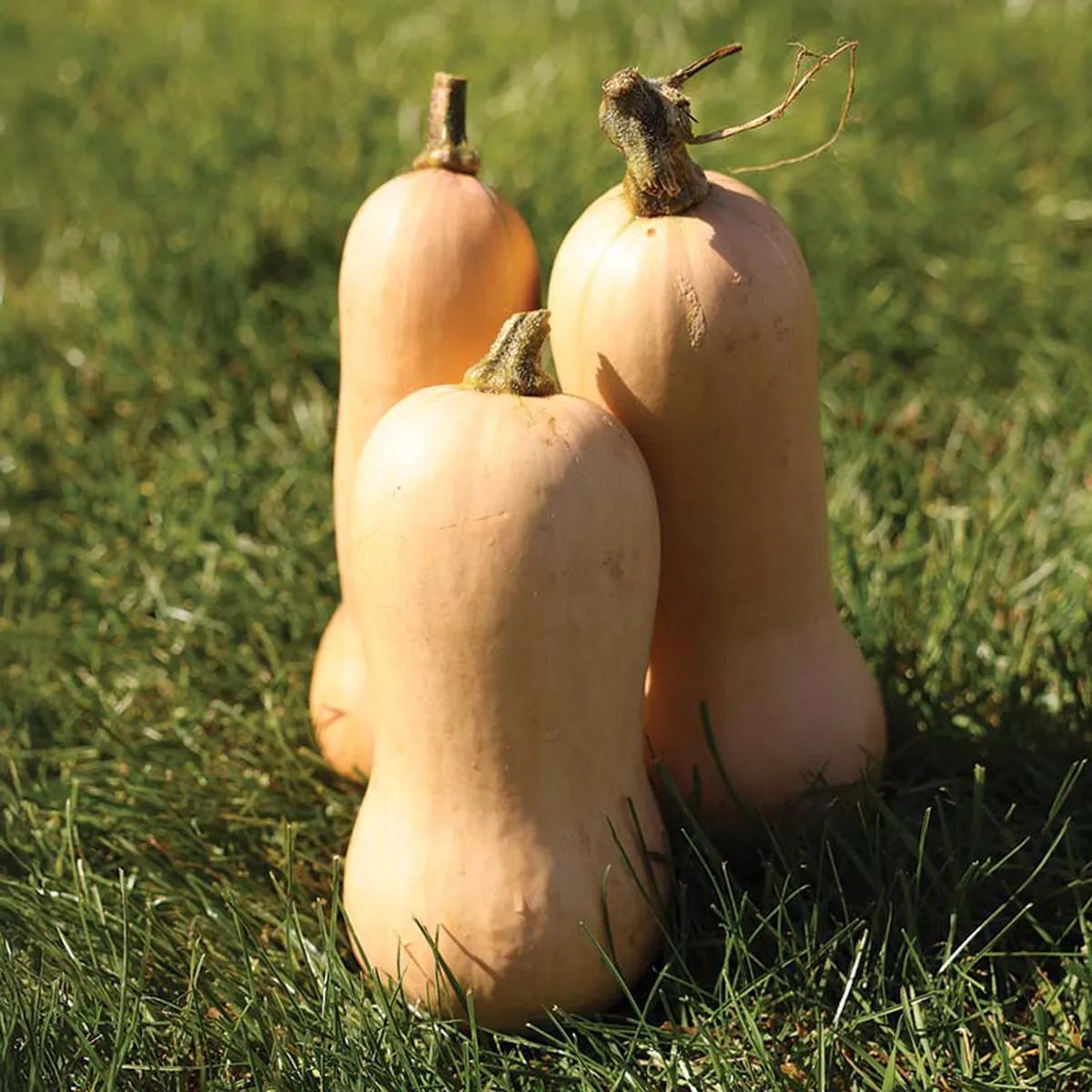 Squash Hamilton Organic Seed