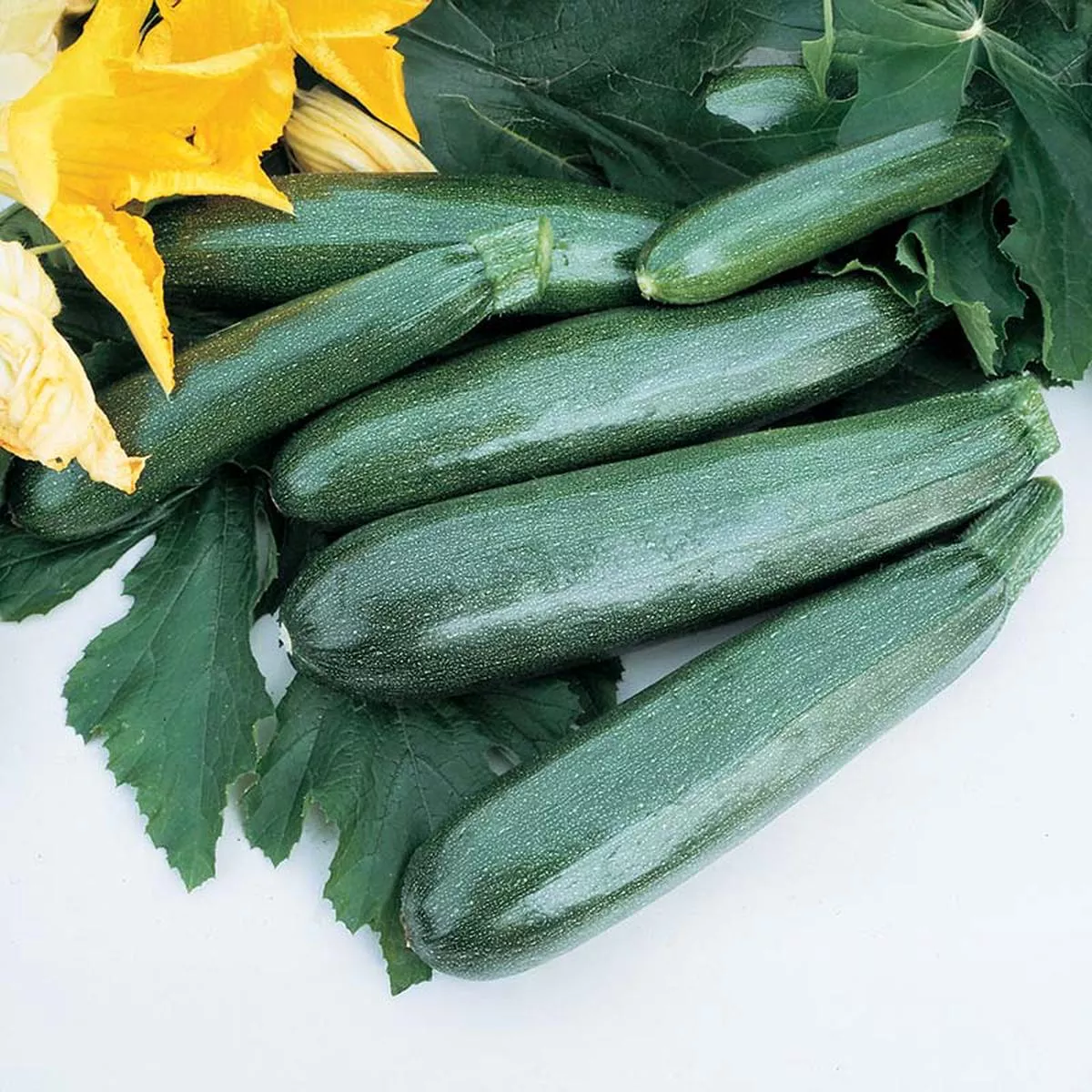 Squash Zucchini Elite F1 Seed