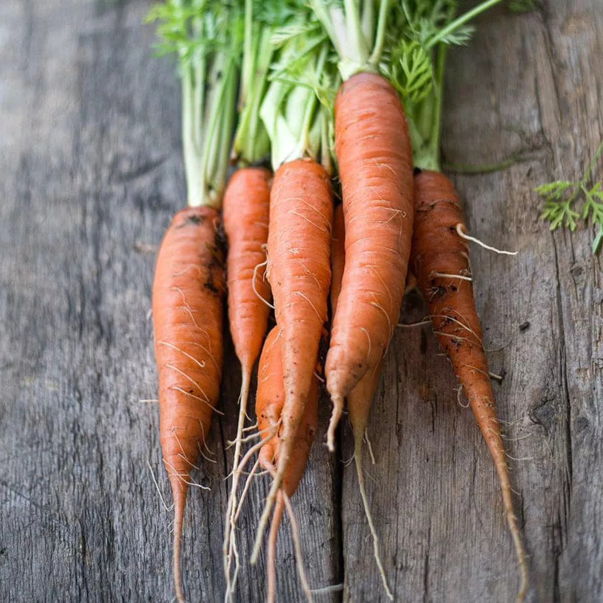 St Valery Carrot (Heirloom 60-80 Days)