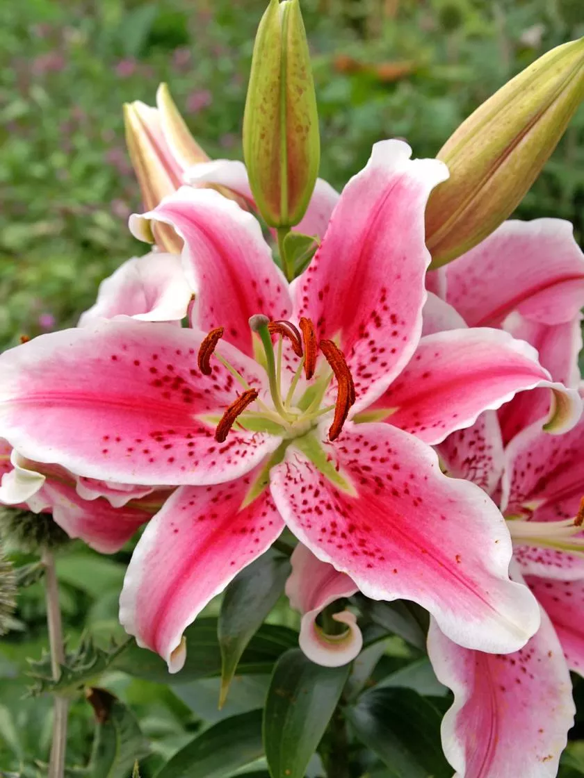 Stargazer Oriental Lilies, 3 Pack