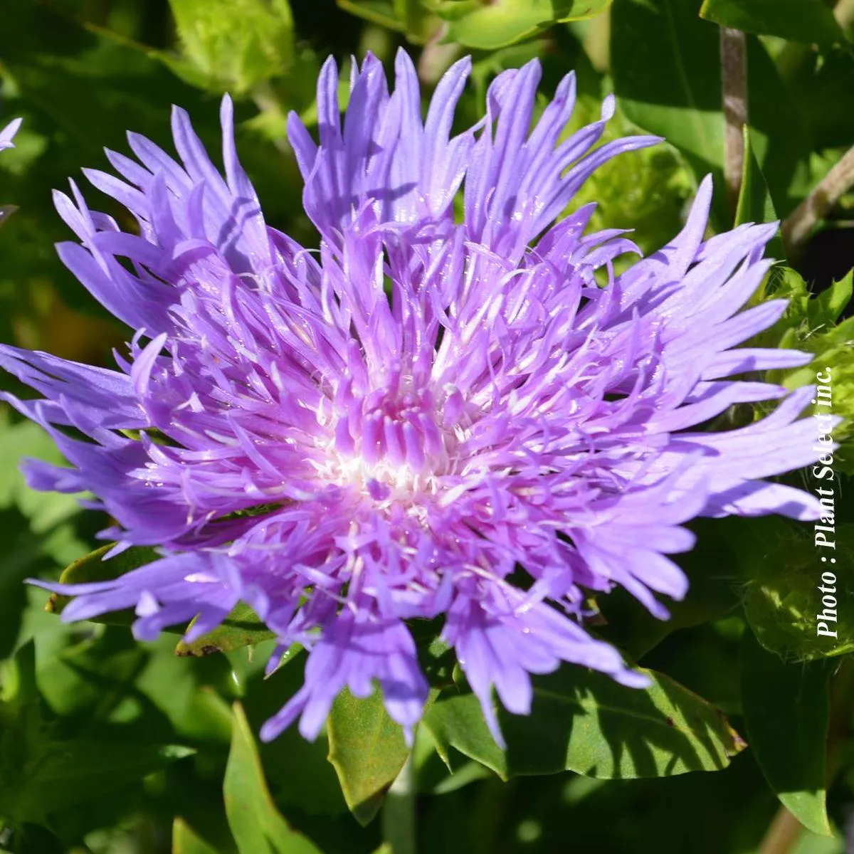 Stokesia’Peachie ’s Pick ’