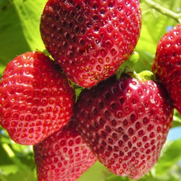 Strawberry – 2 Gallon