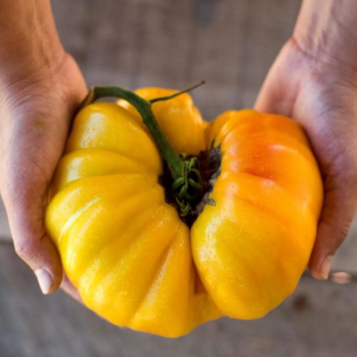 Striped German Tomato (Organic Heirloom 80 Days)