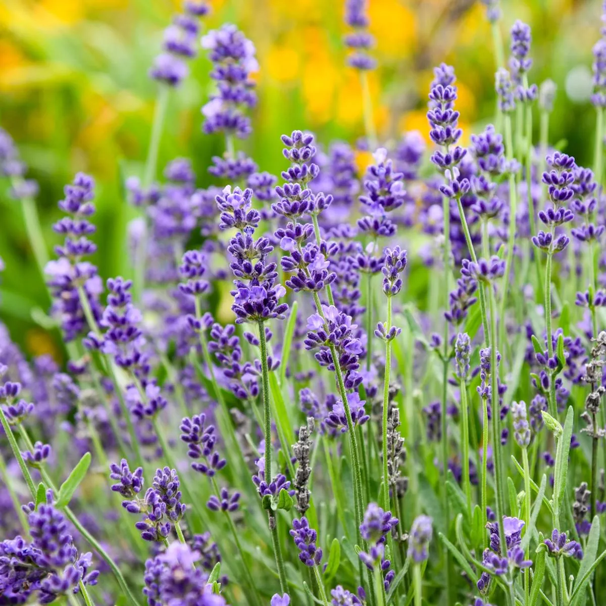 ’Summer Serenade ’ Lavender (Lavandula)