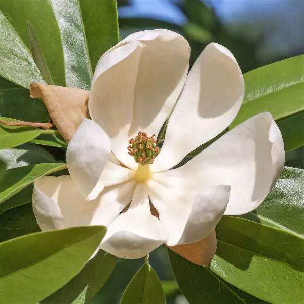 Sweet Bay Magnolia Shrub – #1 Container Multi Stem