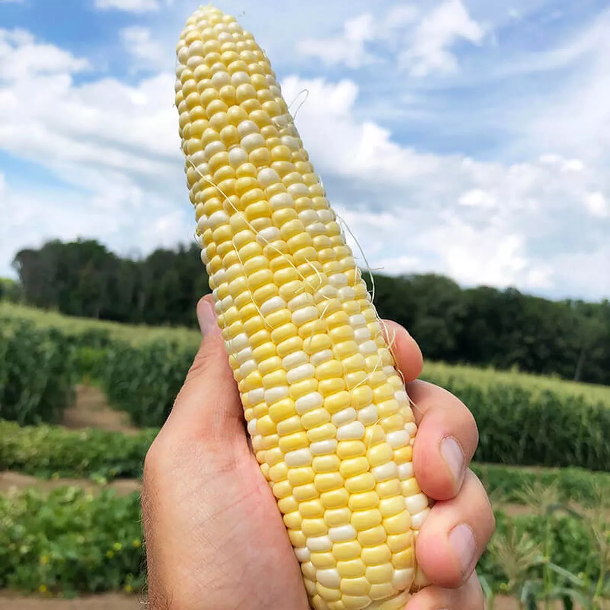 Sweet Corn Evolution F1 Seed