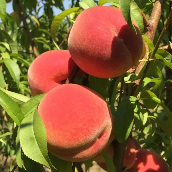 Sweet September Peach – 5 Gallon ( 2 – 3 ft. )