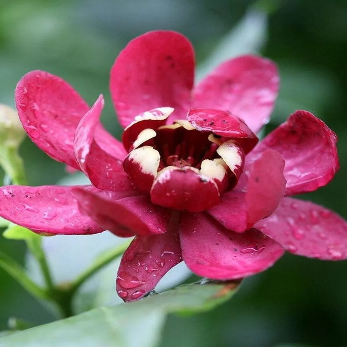 Sweetshrub Aphrodite