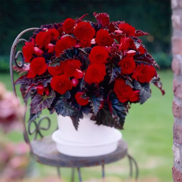 Switzerland Begonia – 5 Pack Bulbs