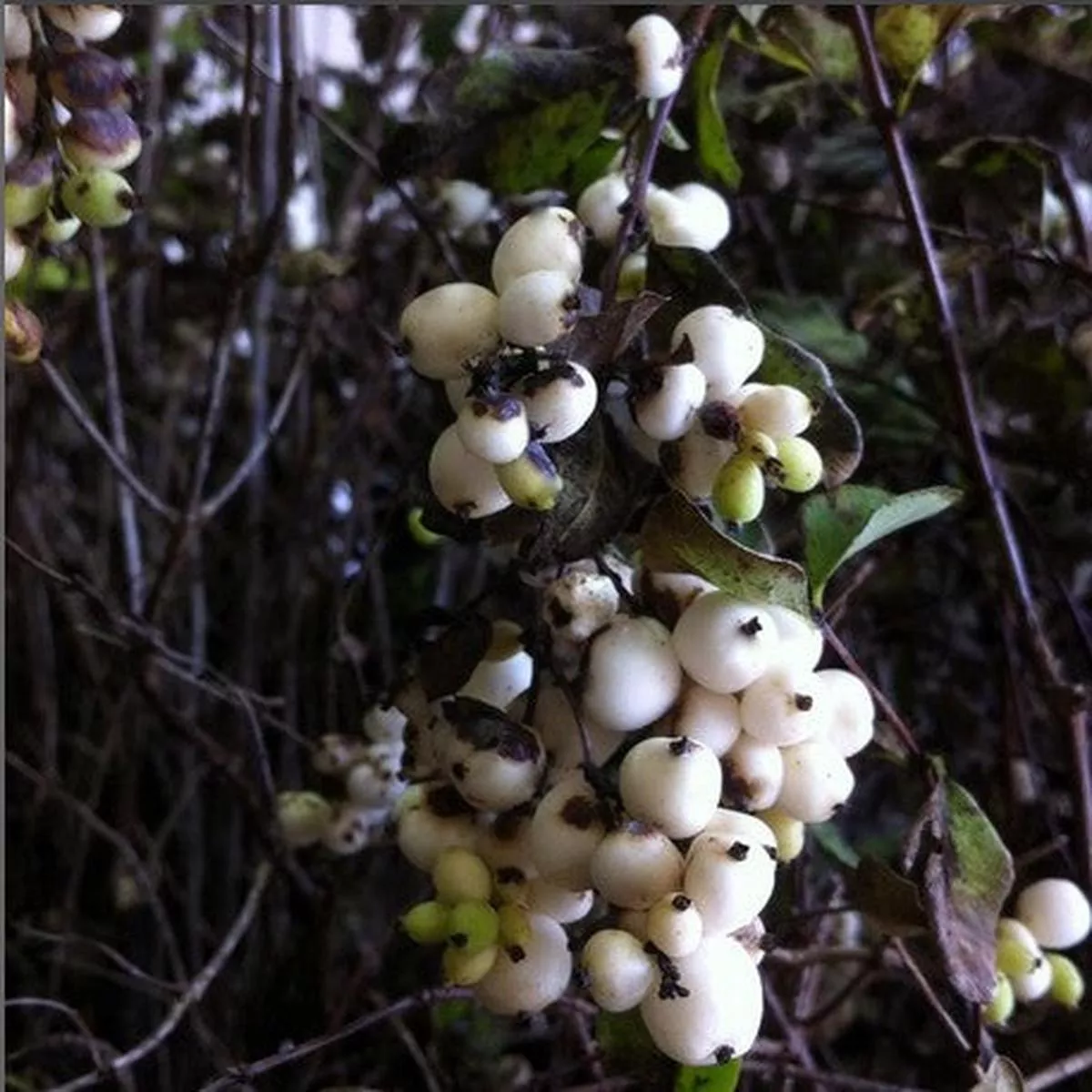 Symphoricarpos albus