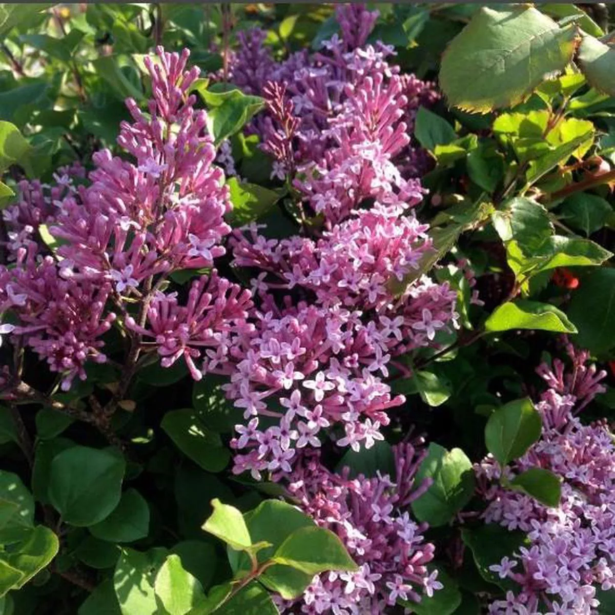 Syringa meyeri’Palibin ’