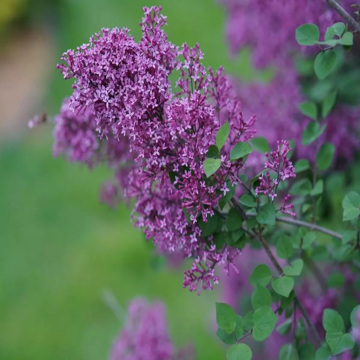 Syringa x’Bloomerang Dark Purple ’ – Tree Form