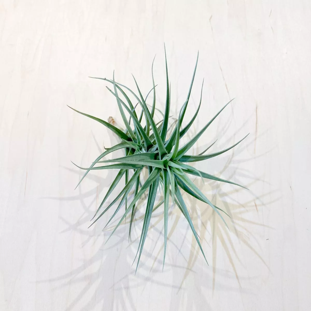 T. Aeranthos Clump