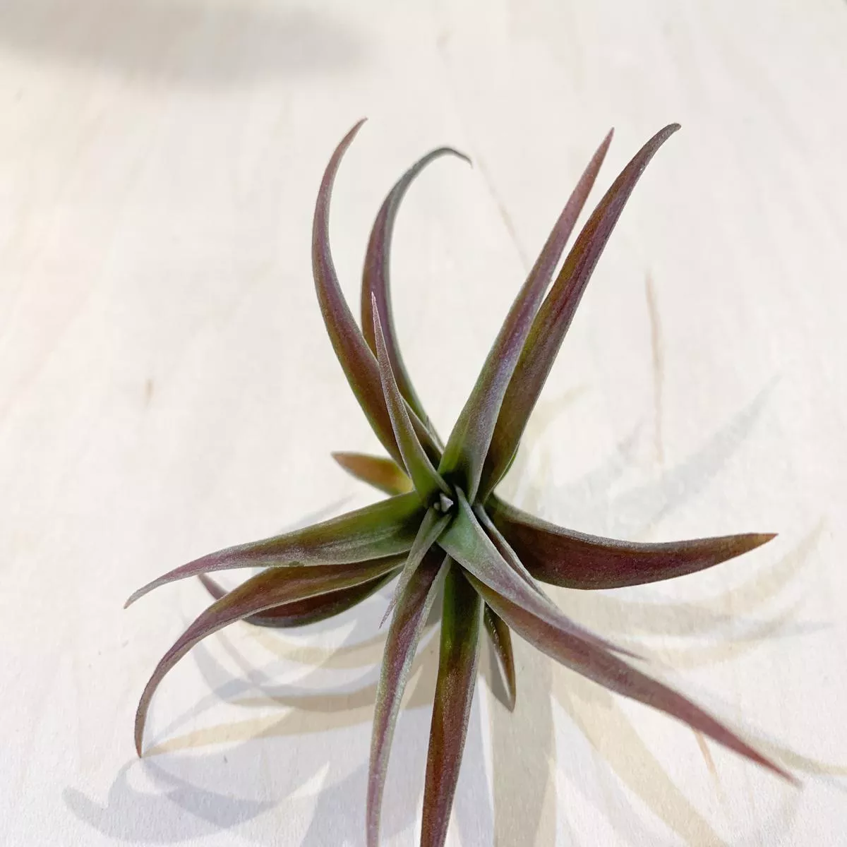 T. Capitata Mauve