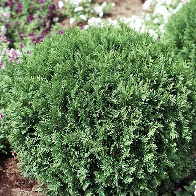 Thuja occ Woodwardi #3