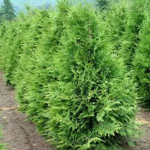 Thuja pli Sugar and Spice 4′