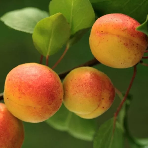 Tilton Apricot – 25 Gallon ( 6 – 7 ft. )