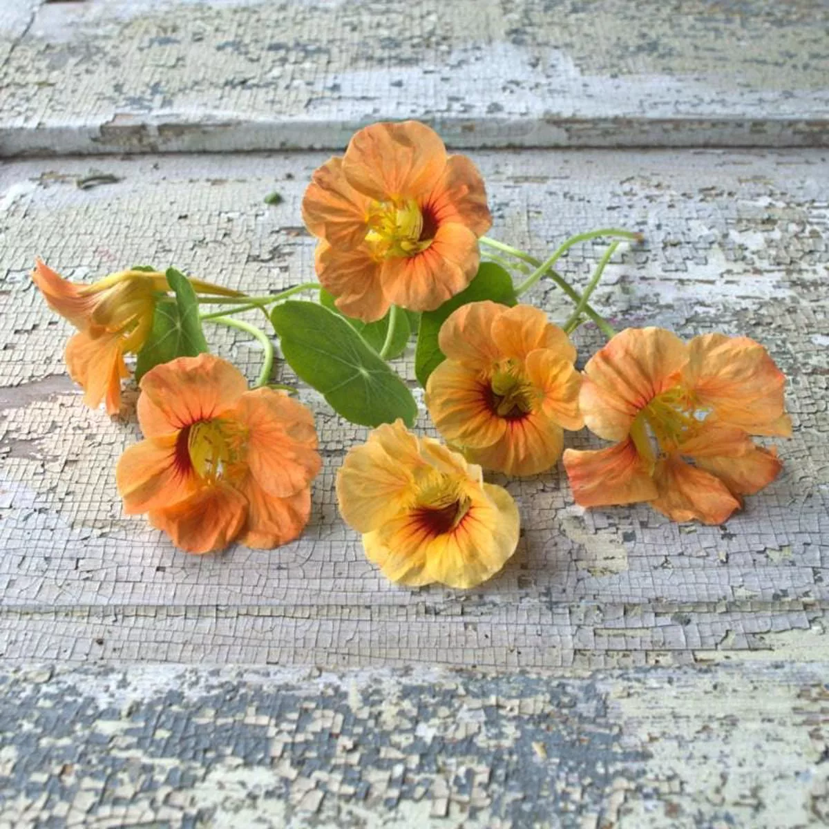 Tip Top Apricot Nasturtium