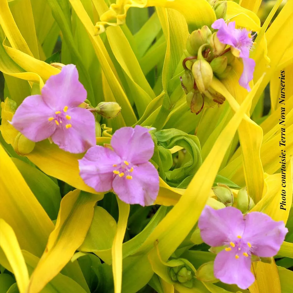 Tradescantia’Sunshine Charm ’