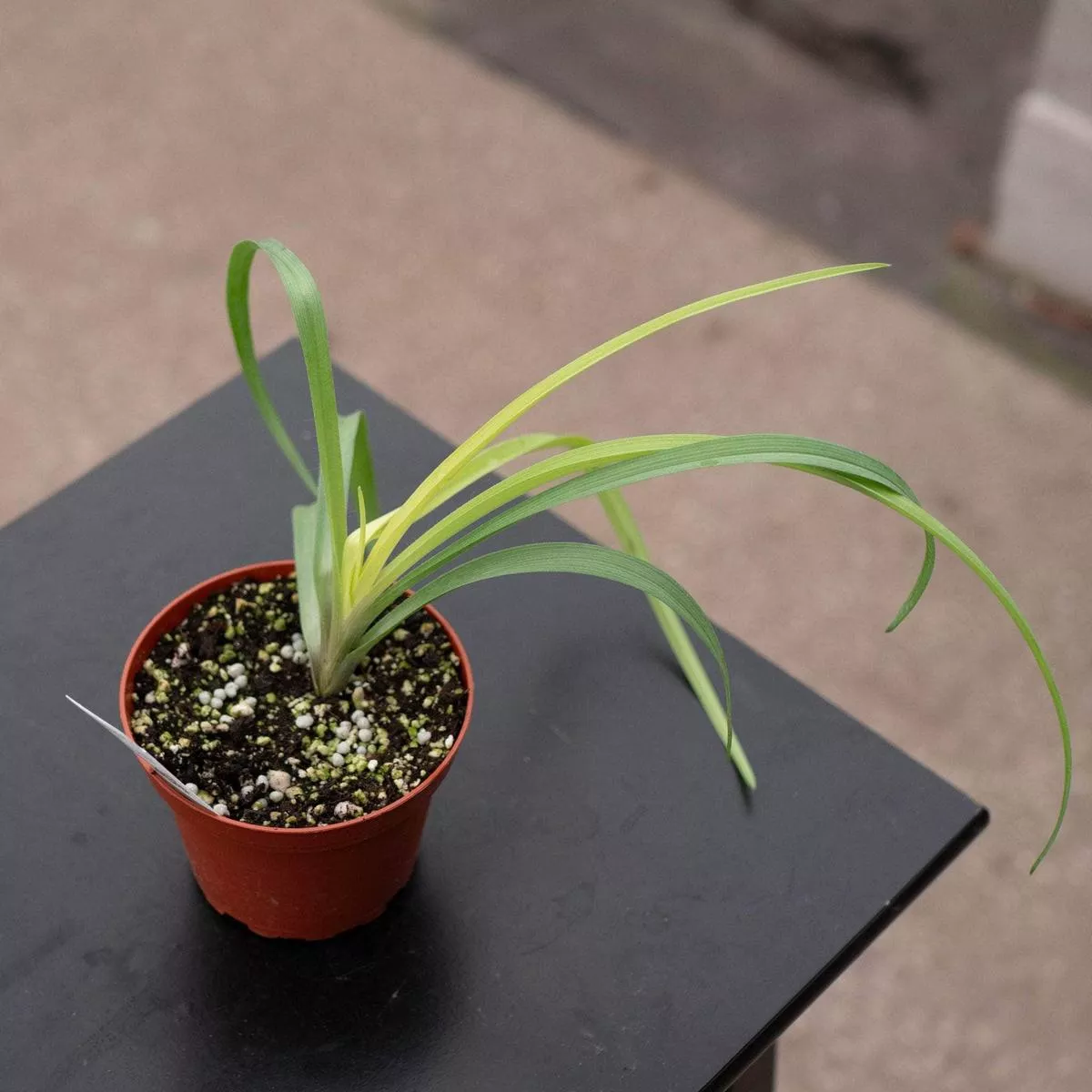 Tradescantia’Sweet Kate ’