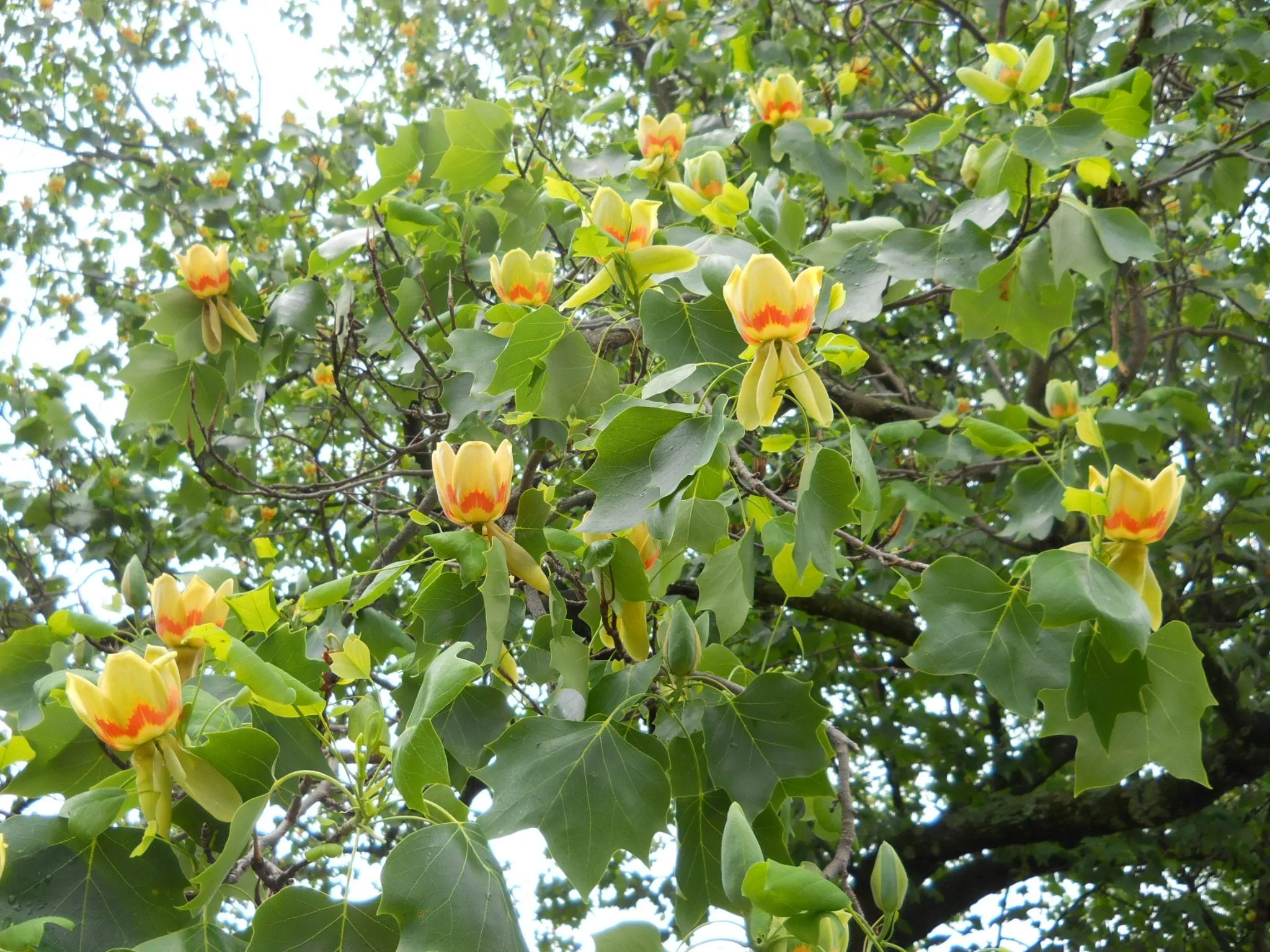 Tulip Tree (Liriodendron tulipifera) – 175cm – 10 Gallon Potted Tree