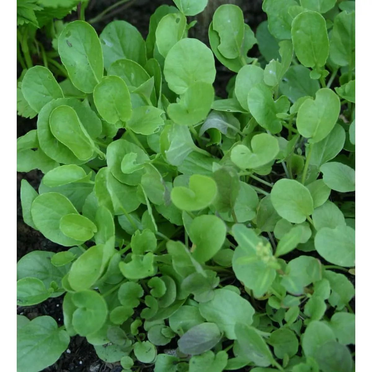 Upland Cress (40 Days)