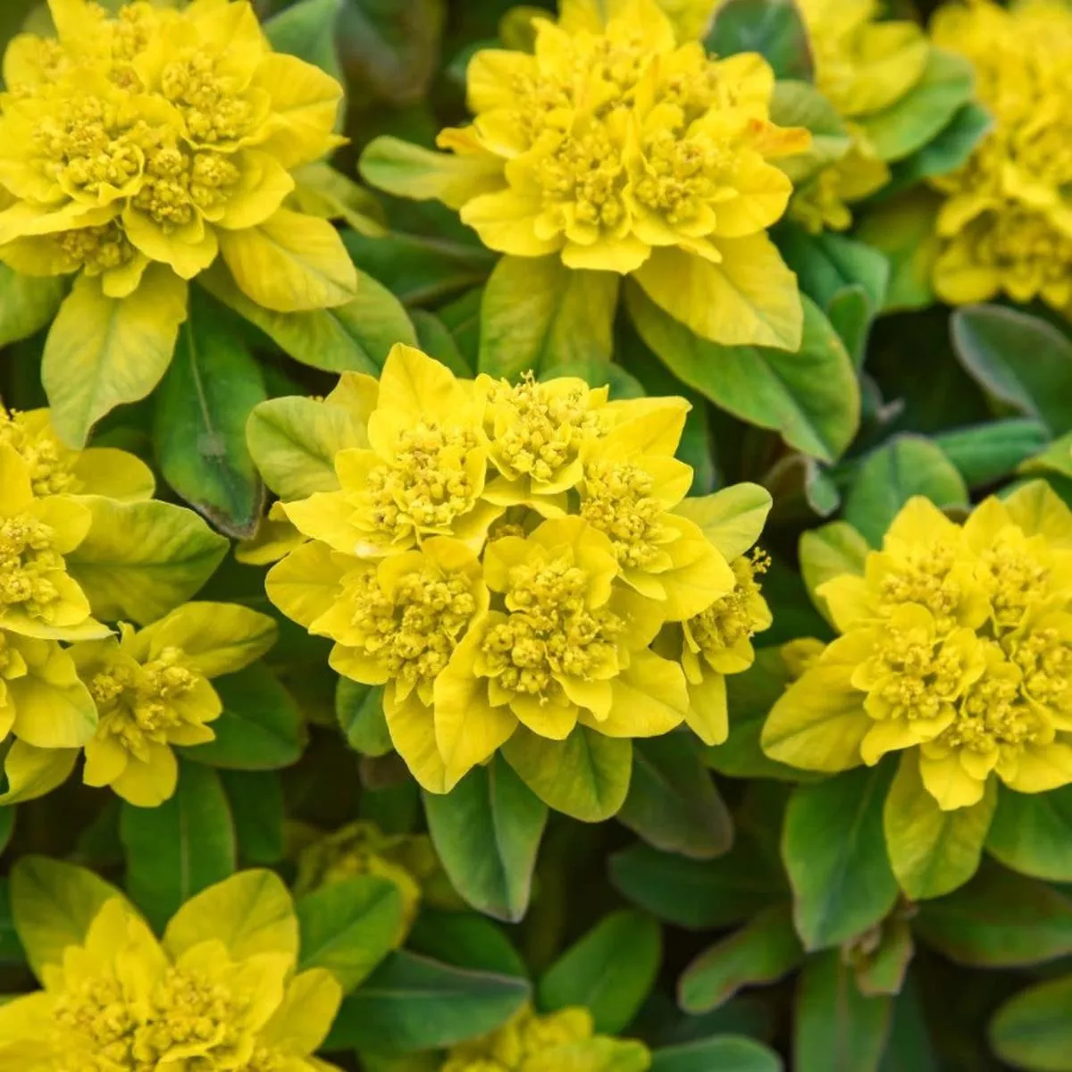 ’Urge to Splurge ’ Spurge (Euphorbia)