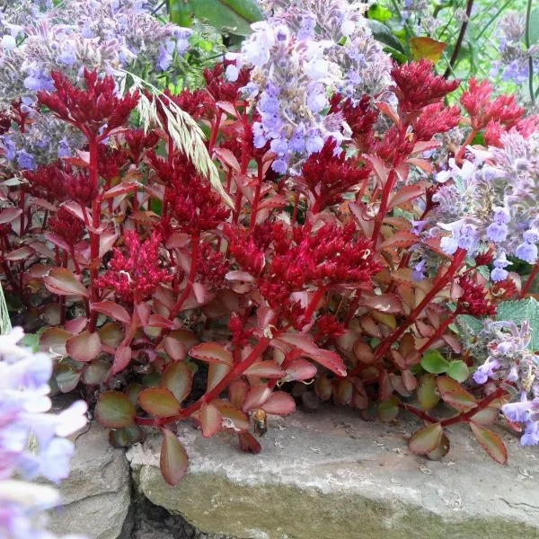 Voodoo Sedum – Quart Container